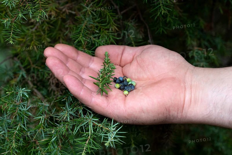 Common juniper