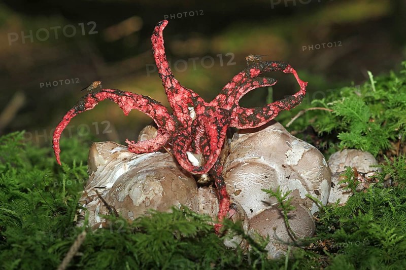 Octopus stinkhorn