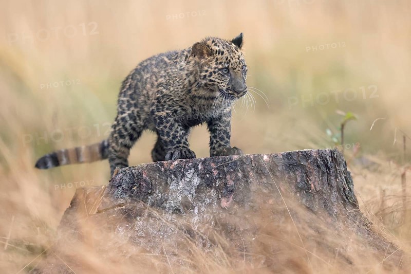 Indian indian leopard