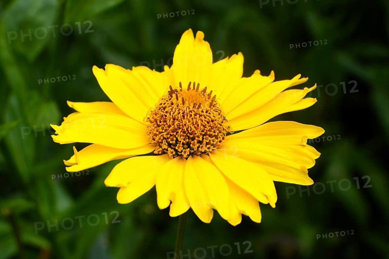 Common sneezeweed