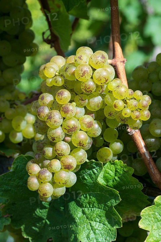 Grapes