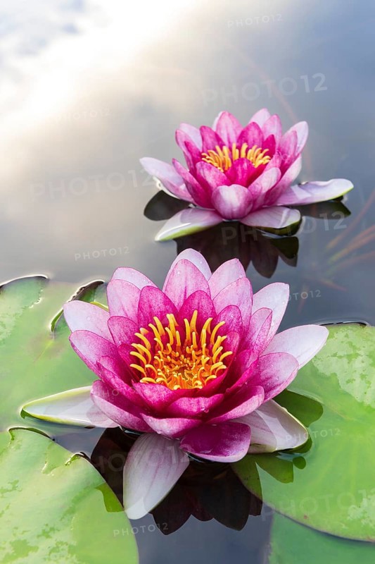 Water lily