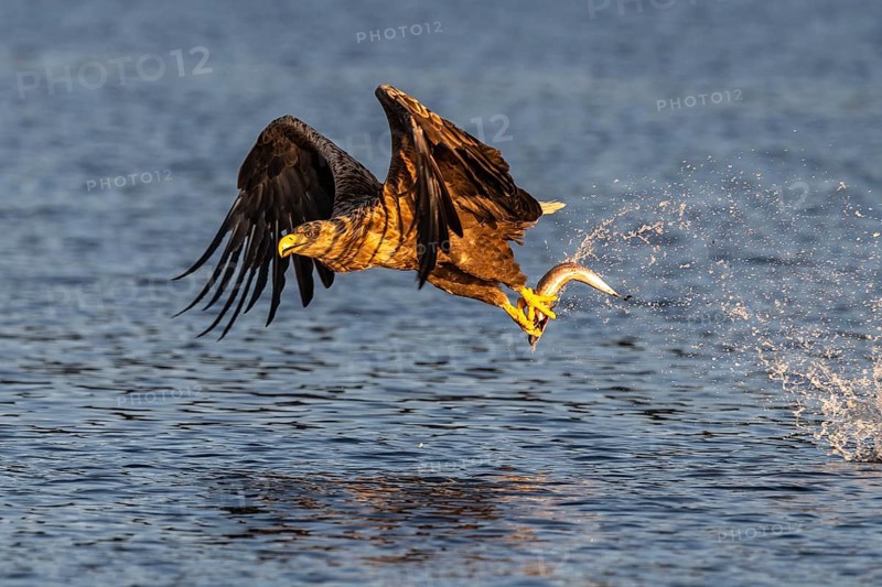 White-tailed eagle