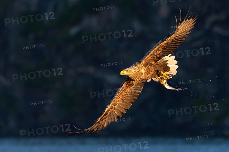 White-tailed eagle