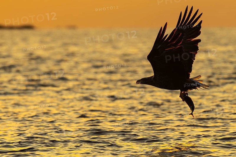 White-tailed eagle