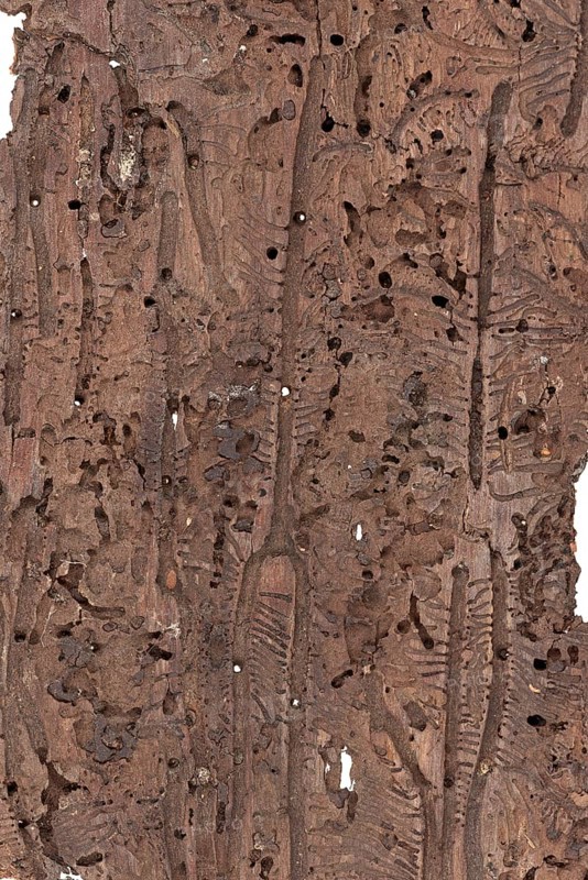 Bark beetle