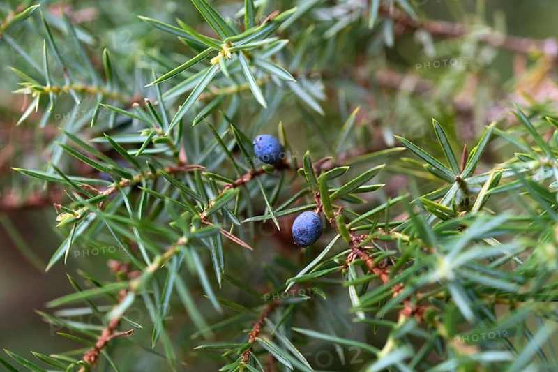Common juniper