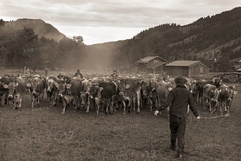 Allgaeu cows are gathered for cattle seperation in the valley