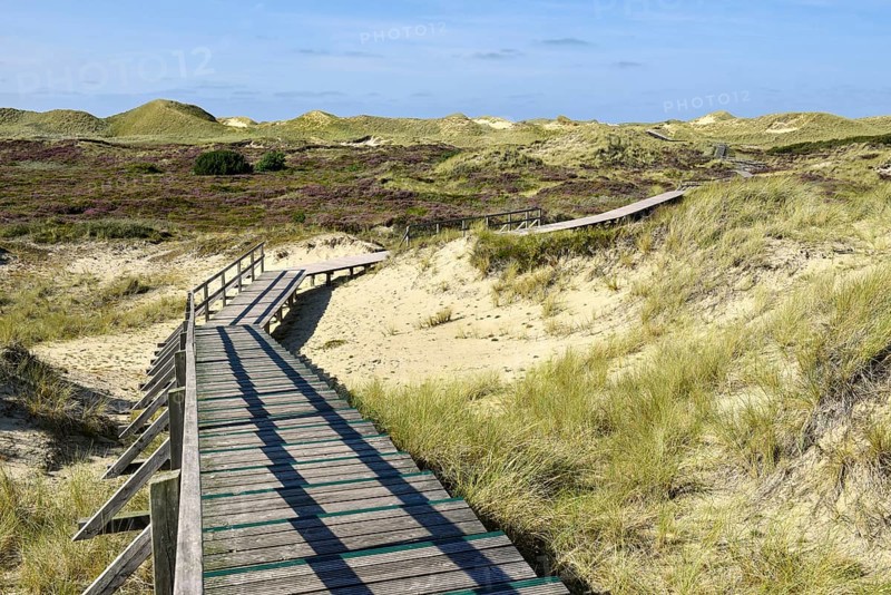 Boardwalks with trefoils in the dune area near Norddorf