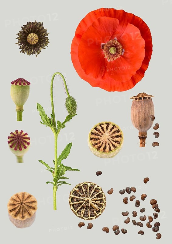 Poppy flowers