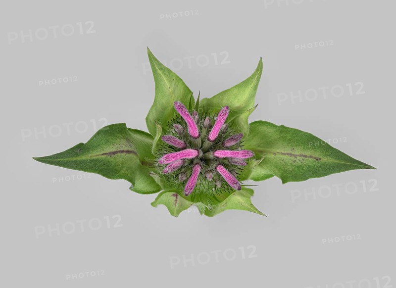 Bee balm hybrid