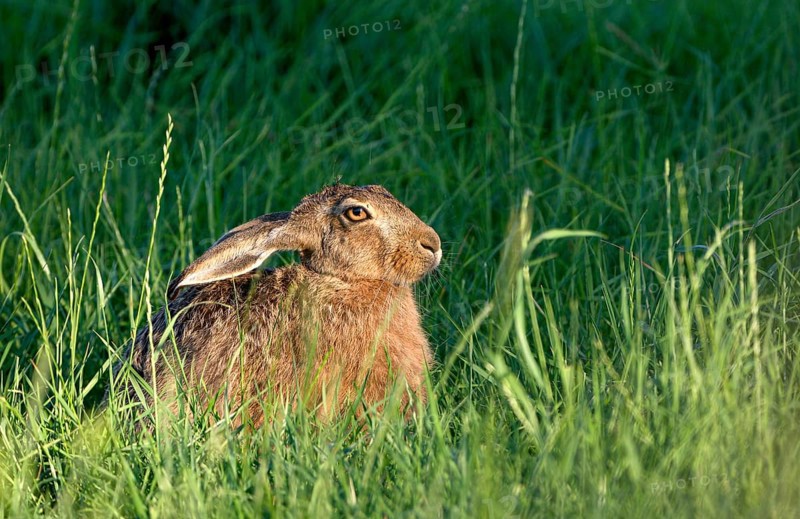 European brown hare