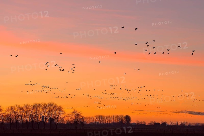 A flock of wild geese flies in the dawn over Bislicher Insel