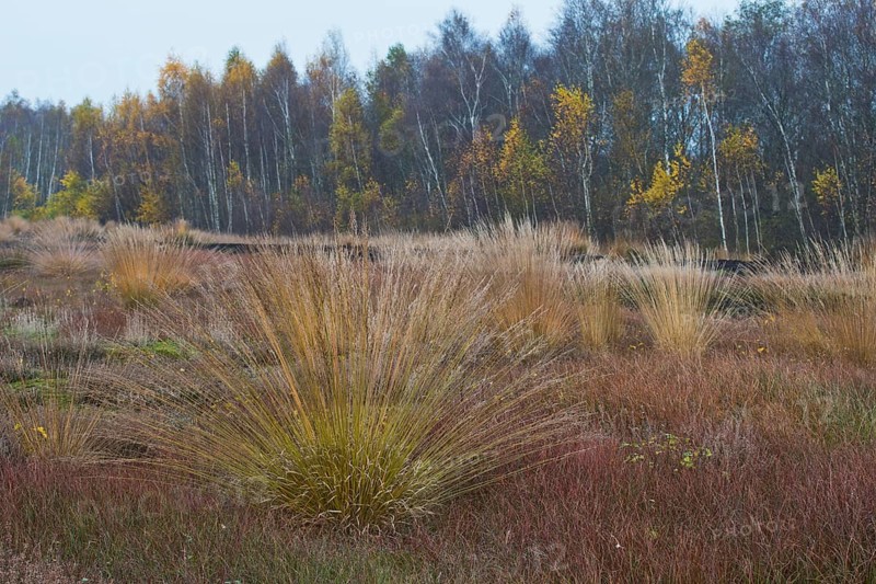 Purple moor grass