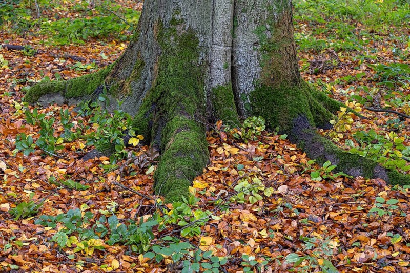 Beech root