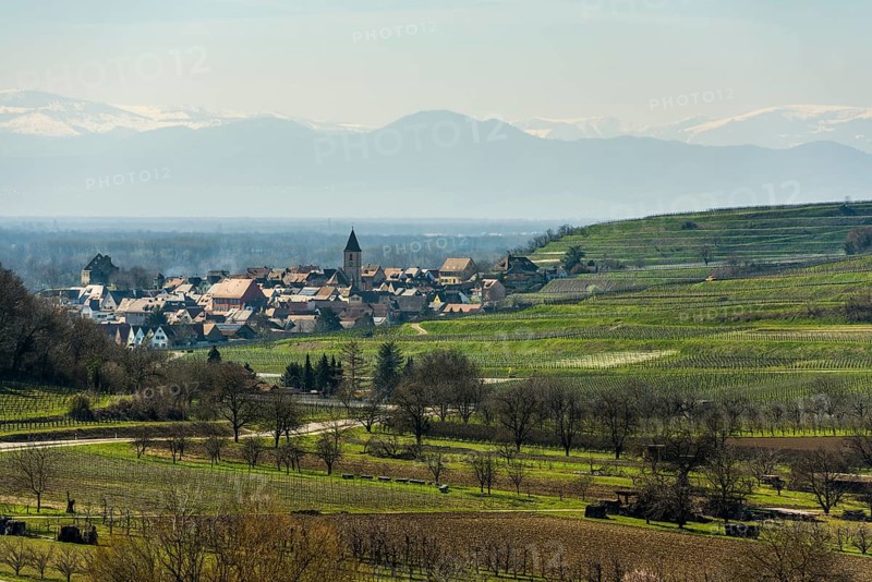 Vineyards in spring