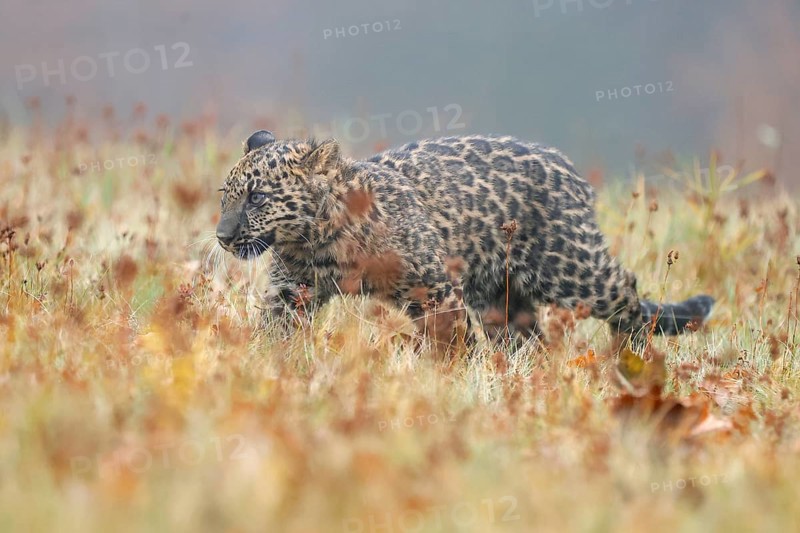 Indian indian leopard