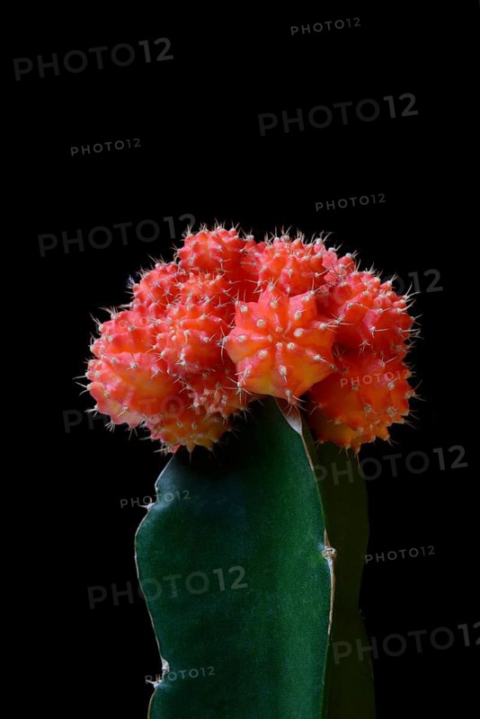 Grafted cactus
