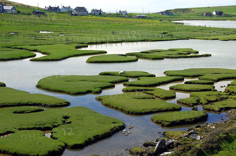 Waterfowl in a tidal landscape with small islands