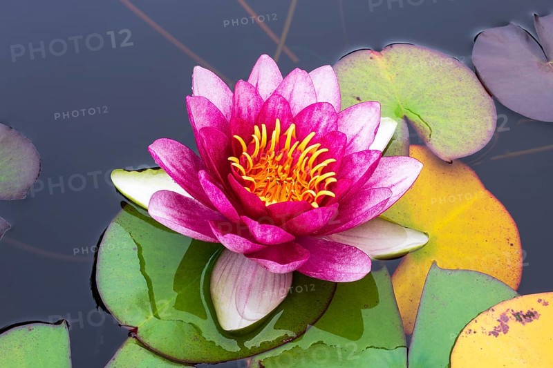 Water lily