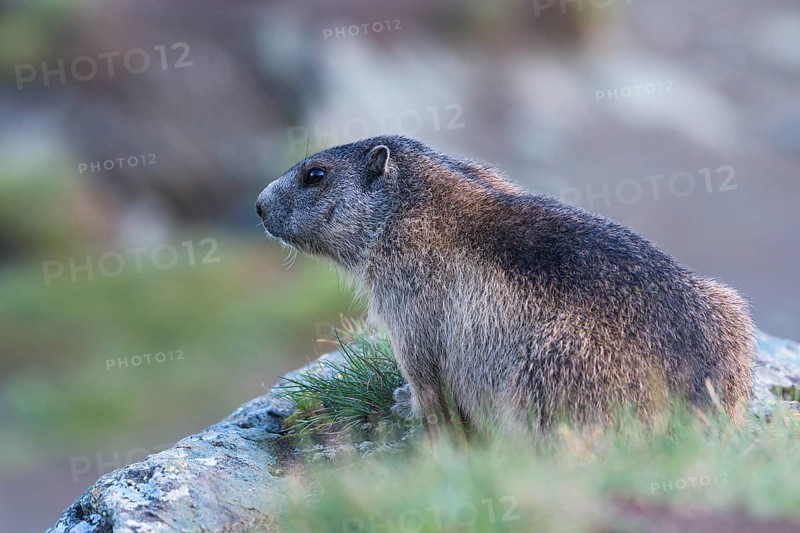 Alpine marmot