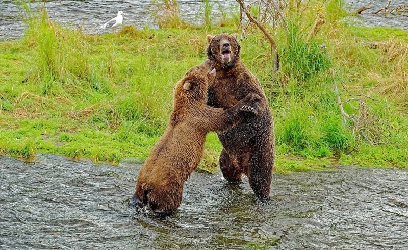 Two coastal brown bears