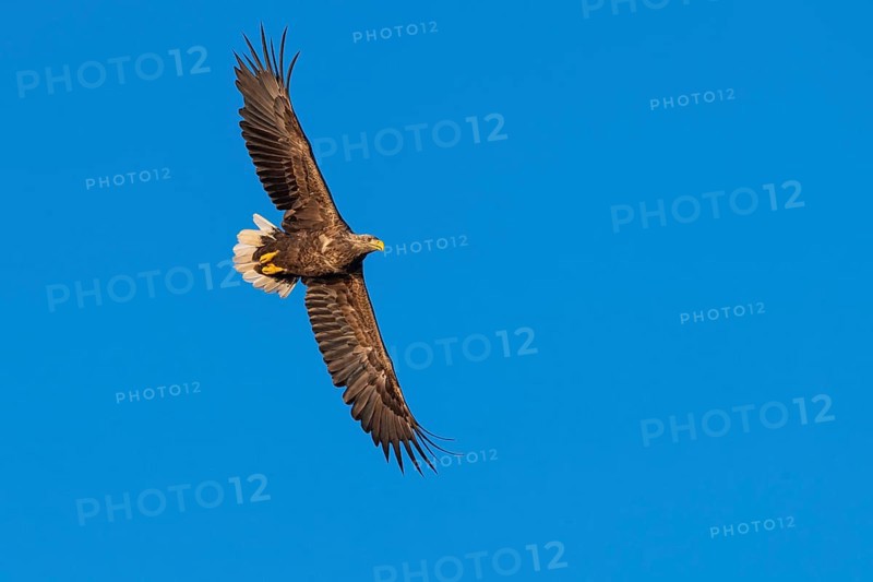 White-tailed eagle