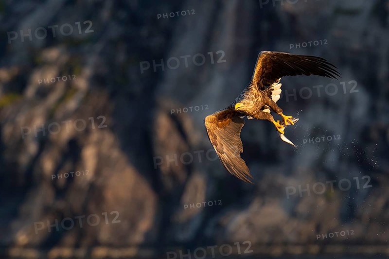 White-tailed eagle
