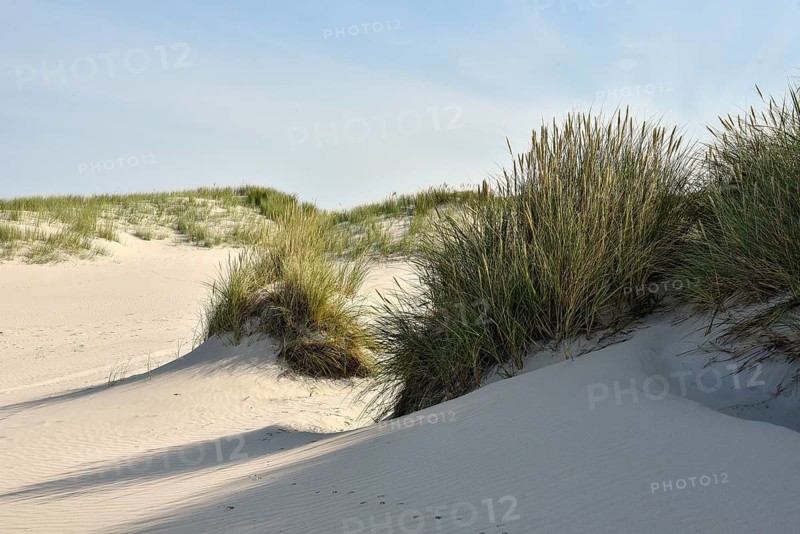 Foredunes at the beach section Nebel
