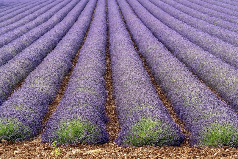 Rows of flowering lavender stretching to the horizon