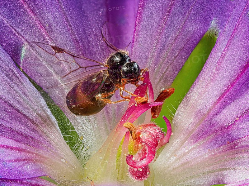 Male ant