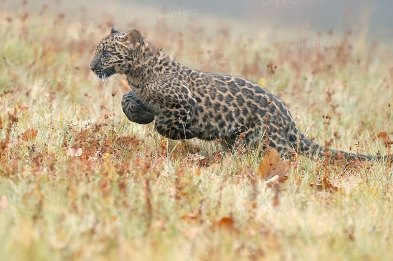 Indian indian leopard