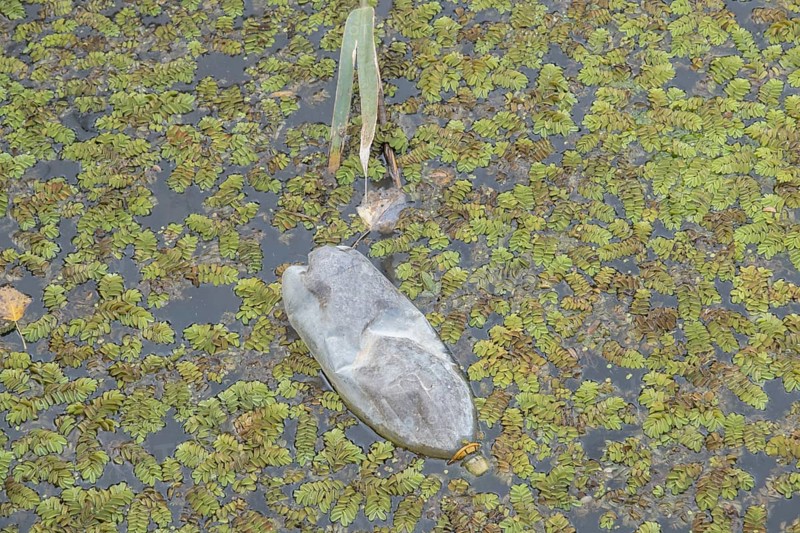 Plastic bottles swims on Floating Watermoss