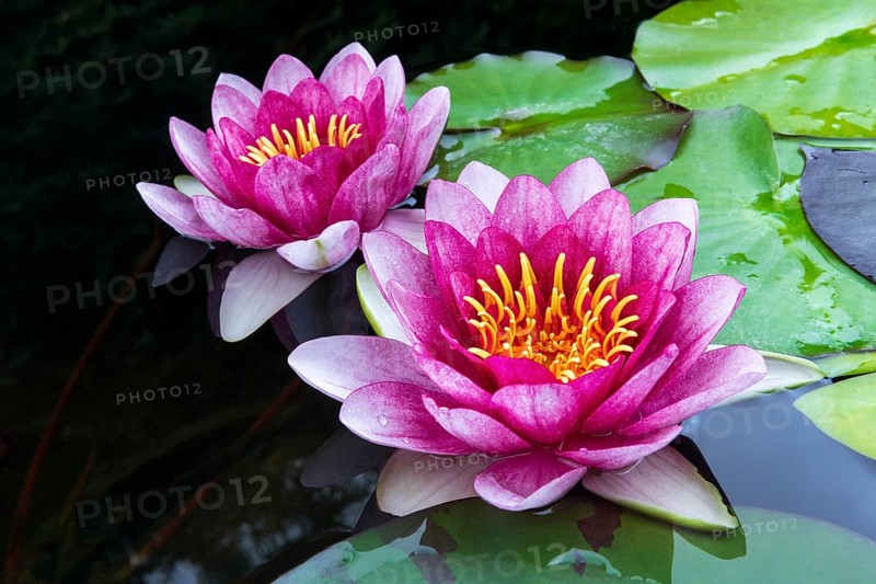 Water lily