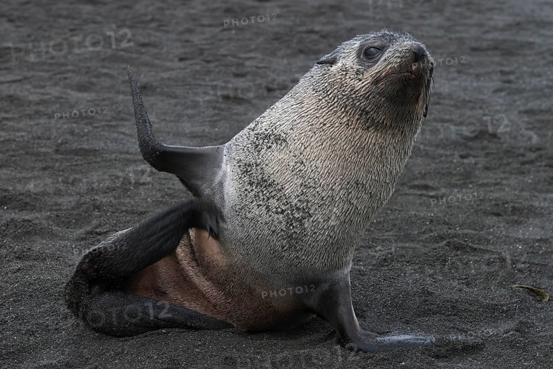 Antarctic fur seal