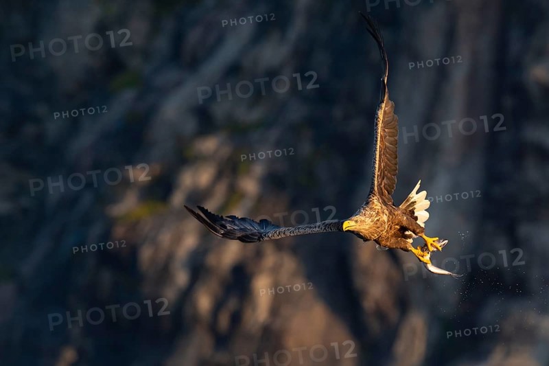 White-tailed eagle