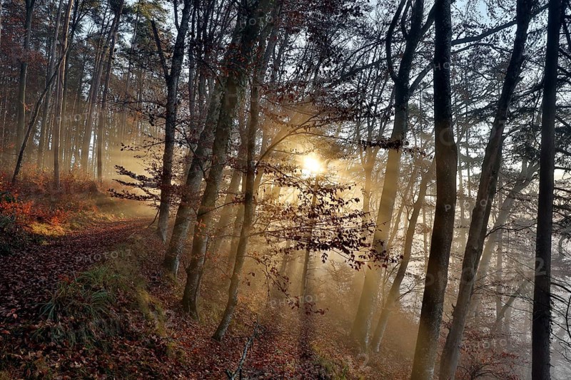Forest path in beech forest