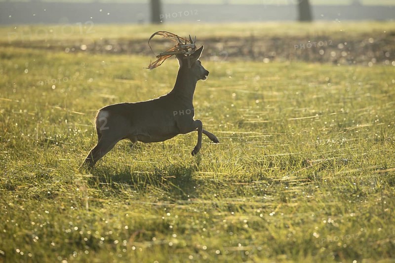 European roe deer