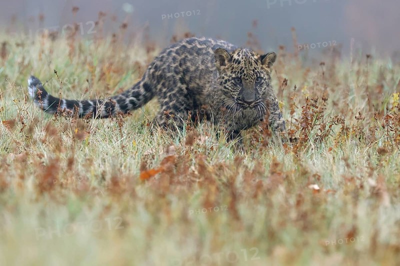 Indian indian leopard