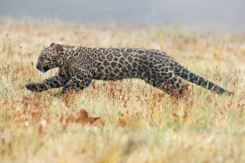 Indian indian leopard