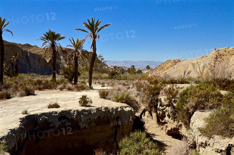 Palm trees in Tabernas desert