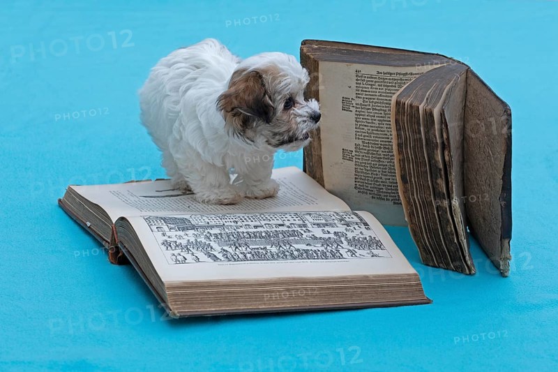 Bolonka Zwetna puppy with old books