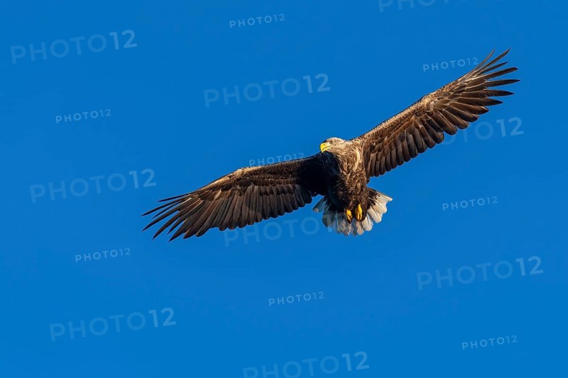 White-tailed eagle