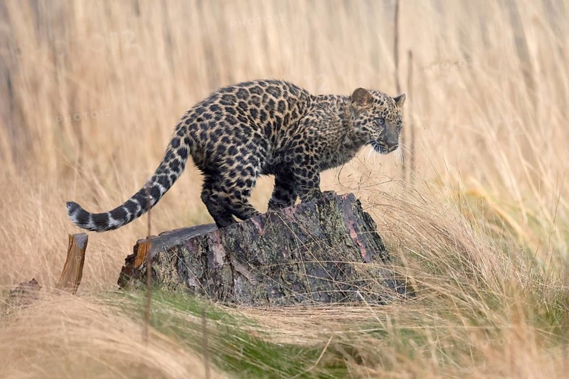 Indian indian leopard