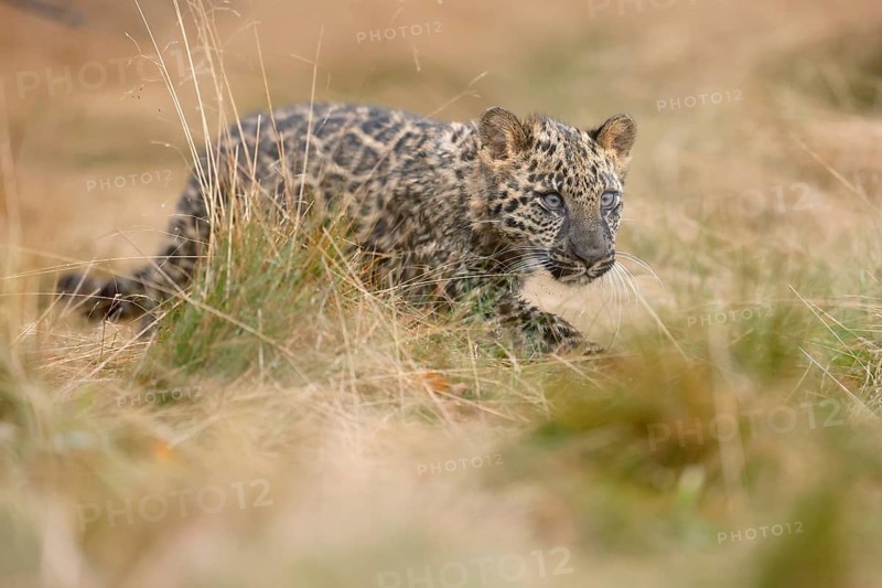 Indian indian leopard