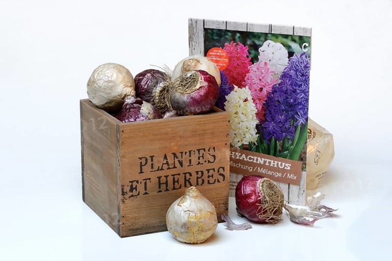 Bulbs of the garden hyacinth