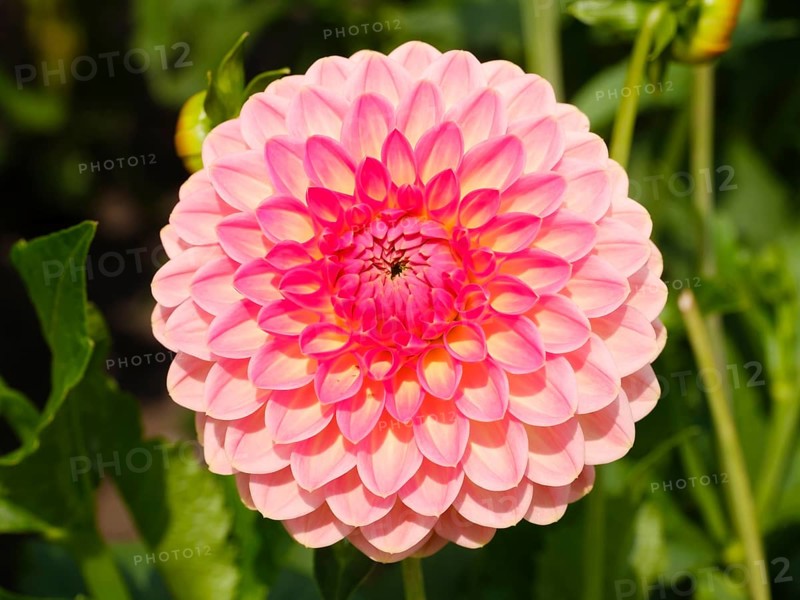 Flowering dahlia