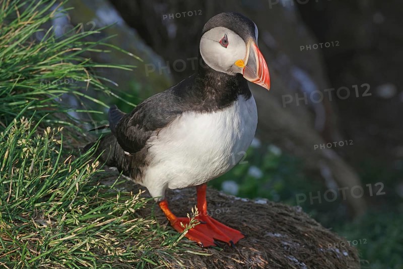 Puffin