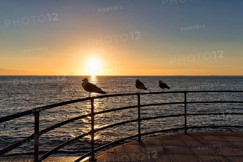 Three seagulls on a railing