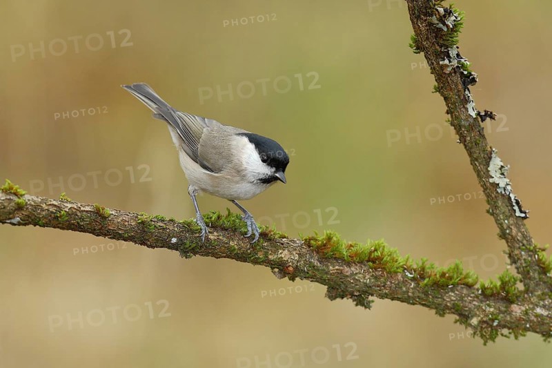 Willow tit